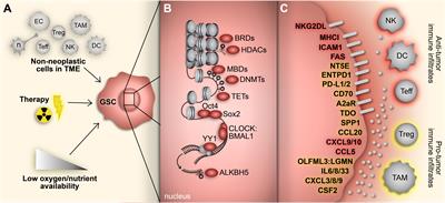 Exploring glioblastoma stem cell heterogeneity: Immune microenvironment modulation and therapeutic opportunities